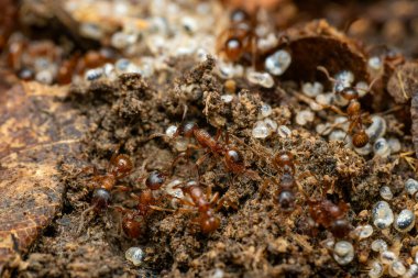 Kızıl Orman Karıncaları - Myrmica Ruginodis, Kuzey Avrupa ve Asya 'nın ormanlarına ve ormanlarına özgü küçük orman karıncaları.
