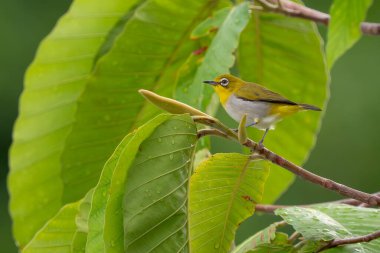 Hindistan 'ın beyaz gözü - Zosterops palpebrosus, küçük sarı tünemiş kuş Hindistan' ın çalıları ve ormanlarından, Vietnam 'dan.