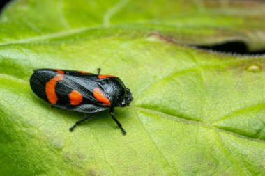 Küçük ağustos böceği - Cercopis sanguinolenta, Avrupa çayır ve otlaklarından gelen renkli küçük böcek, Çek Cumhuriyeti.