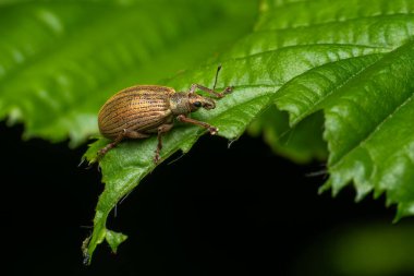 Buğday böceği - Polydrusus Mollis, Çek Cumhuriyeti 'nin Avrupa ormanlarına ve çalılarına özgü güzel küçük böcek..