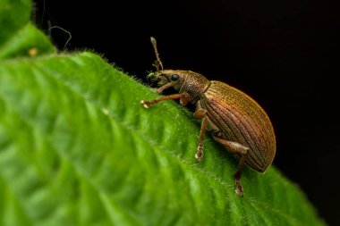 Buğday böceği - Polydrusus Mollis, Çek Cumhuriyeti 'nin Avrupa ormanlarına ve çalılarına özgü güzel küçük böcek..