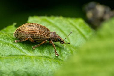 Buğday böceği - Polydrusus Mollis, Çek Cumhuriyeti 'nin Avrupa ormanlarına ve çalılarına özgü güzel küçük böcek..