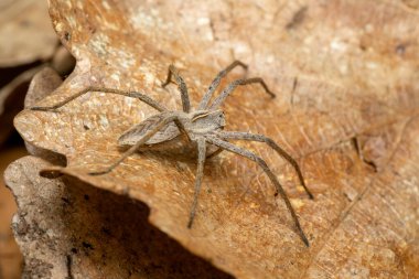 Çocuk Ağı Örümceği - Pisaura Mirabilis, Avrupa ormanlarından ve çayırlarından gelen güzel küçük kara örümceği, Zlin, Çek Cumhuriyeti.