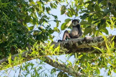 Black-shanked Douc Langur - Pygathrix nigripes, güzel kritik tehlike altındaki Hindiçin ormanları, Vietnam.
