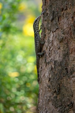 Bulutlu Monitör - Varanus nebulosus, Güneydoğu Asya ve Vietnam 'ın ormanlık ve bataklıklarına özgü güzel büyük bir gözlemci kertenkele..