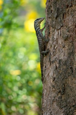 Bulutlu Monitör - Varanus nebulosus, Güneydoğu Asya ve Vietnam 'ın ormanlık ve bataklıklarına özgü güzel büyük bir gözlemci kertenkele..
