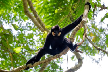 Güney Sarı Yanaklı Cüce Gibbon - Nomascus Gabellae, Güneydoğu Asya, Vietnam 'daki tropikal ormanların tepe örtüsünden güzel kahverengi şebek maymunu.
