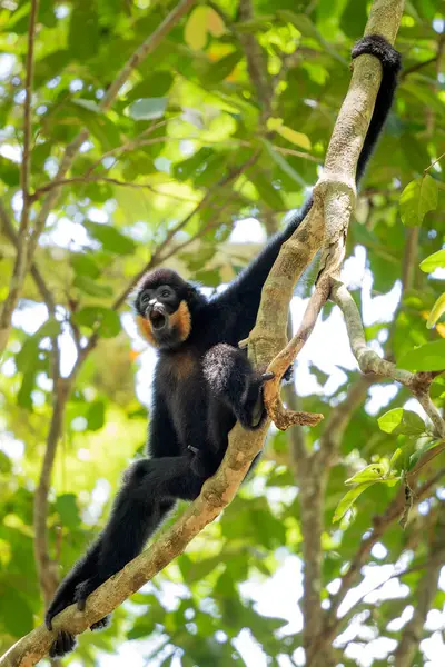 Güney Sarı Yanaklı Cüce Gibbon - Nomascus Gabellae, Güneydoğu Asya, Vietnam 'daki tropikal ormanların tepe örtüsünden güzel kahverengi şebek maymunu.