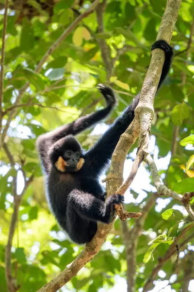 Güney Sarı Yanaklı Cüce Gibbon - Nomascus Gabellae, Güneydoğu Asya, Vietnam 'daki tropikal ormanların tepe örtüsünden güzel kahverengi şebek maymunu.