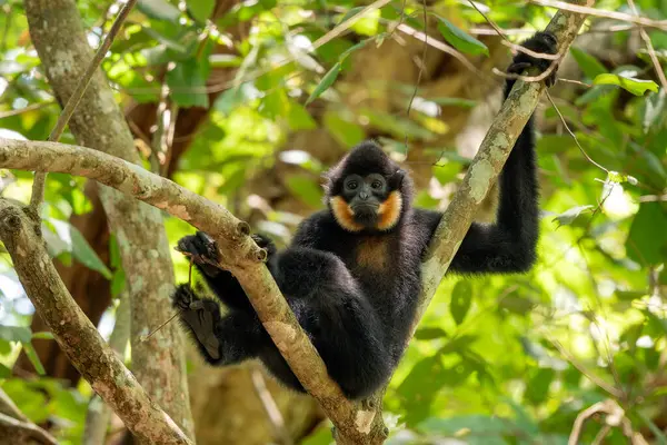 Güney Sarı Yanaklı Cüce Gibbon - Nomascus Gabellae, Güneydoğu Asya, Vietnam 'daki tropikal ormanların tepe örtüsünden güzel kahverengi şebek maymunu.