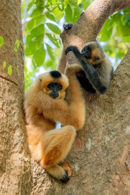 Güney Sarı Yanaklı Cüce Gibbon - Nomascus Gabellae, Güneydoğu Asya, Vietnam 'daki tropikal ormanların tepe örtüsünden güzel kahverengi şebek maymunu.