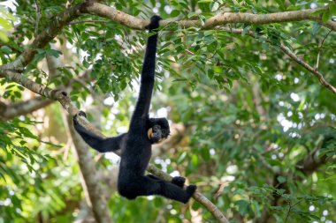 Güney Sarı Yanaklı Cüce Gibbon - Nomascus Gabellae, Güneydoğu Asya, Vietnam 'daki tropikal ormanların tepe örtüsünden güzel kahverengi şebek maymunu.