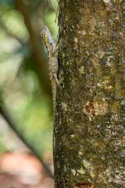Hindiçin kertenkelesi - Kalotes bachae, güzel renkli agama kertenkelesi Hindiçin, Vietnam ormanlarına özgü.