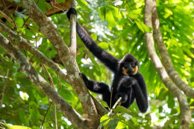 Güney Sarı Yanaklı Cüce Gibbon - Nomascus Gabellae, Güneydoğu Asya, Vietnam 'daki tropikal ormanların tepe örtüsünden güzel kahverengi şebek maymunu.