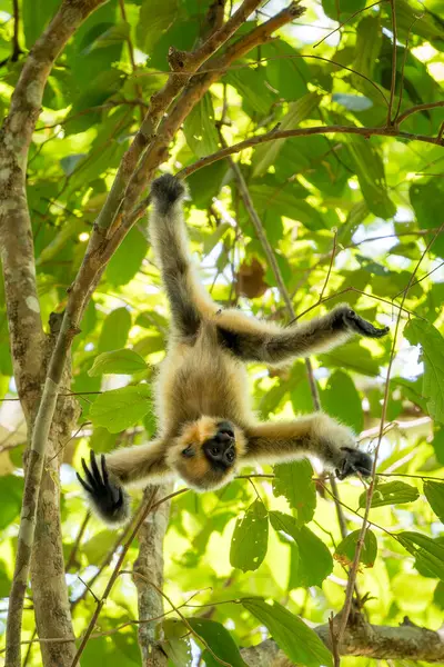 Güney Sarı Yanaklı Cüce Gibbon - Nomascus Gabellae, Güneydoğu Asya, Vietnam 'daki tropikal ormanların tepe örtüsünden güzel kahverengi şebek maymunu.