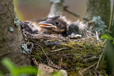 Avrasya Karatavuğu - Turdus merula, Avrupa bahçelerinden ve ormanlarından yaygın karatavuk, Zlin, Çek Cumhuriyeti.