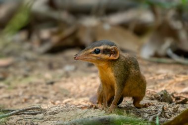 Kuzey Yumuşak Kuyruklu Ağaç Faresi - Dendrogale murina, Güneydoğu Asya, Vietnam ormanlarına özgü eşsiz küçük memeli..