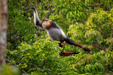 Kırmızı bıçaklı Douc Langur - Pygathrix nemaeus, güzel renkli primat Güneydoğu Asya 'nın tropik ormanlarına özgü endemik, Son Tra, Vietnam.