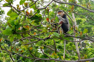 Kırmızı bıçaklı Douc Langur - Pygathrix nemaeus, güzel renkli primat Güneydoğu Asya 'nın tropik ormanlarına özgü endemik, Son Tra, Vietnam.