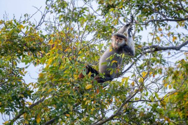 Kırmızı bıçaklı Douc Langur - Pygathrix nemaeus, güzel renkli primat Güneydoğu Asya 'nın tropik ormanlarına özgü endemik, Son Tra, Vietnam.