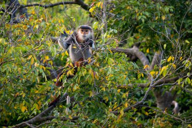 Kırmızı bıçaklı Douc Langur - Pygathrix nemaeus, güzel renkli primat Güneydoğu Asya 'nın tropik ormanlarına özgü endemik, Son Tra, Vietnam.