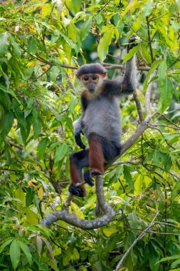 Kırmızı bıçaklı Douc Langur - Pygathrix nemaeus, güzel renkli primat Güneydoğu Asya 'nın tropik ormanlarına özgü endemik, Son Tra, Vietnam.