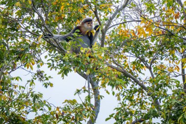 Kırmızı bıçaklı Douc Langur - Pygathrix nemaeus, güzel renkli primat Güneydoğu Asya 'nın tropik ormanlarına özgü endemik, Son Tra, Vietnam.
