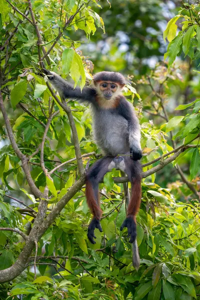 Kırmızı bıçaklı Douc Langur - Pygathrix nemaeus, güzel renkli primat Güneydoğu Asya 'nın tropik ormanlarına özgü endemik, Son Tra, Vietnam.