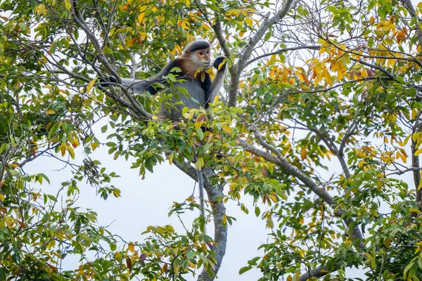 Kırmızı bıçaklı Douc Langur - Pygathrix nemaeus, güzel renkli primat Güneydoğu Asya 'nın tropik ormanlarına özgü endemik, Son Tra, Vietnam.