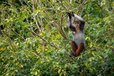 Kırmızı bıçaklı Douc Langur - Pygathrix nemaeus, güzel renkli primat Güneydoğu Asya 'nın tropik ormanlarına özgü endemik, Son Tra, Vietnam.