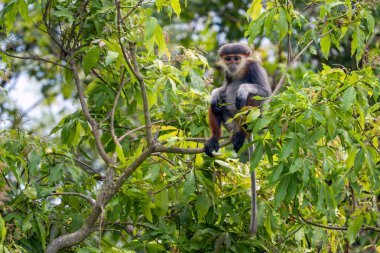 Kırmızı bıçaklı Douc Langur - Pygathrix nemaeus, güzel renkli primat Güneydoğu Asya 'nın tropik ormanlarına özgü endemik, Son Tra, Vietnam.