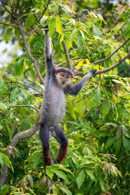 Kırmızı bıçaklı Douc Langur - Pygathrix nemaeus, güzel renkli primat Güneydoğu Asya 'nın tropik ormanlarına özgü endemik, Son Tra, Vietnam.