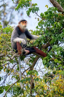Kırmızı bıçaklı Douc Langur - Pygathrix nemaeus, güzel renkli primat Güneydoğu Asya 'nın tropik ormanlarına özgü endemik, Son Tra, Vietnam.