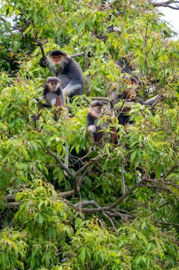 Kırmızı bıçaklı Douc Langur - Pygathrix nemaeus, güzel renkli primat Güneydoğu Asya 'nın tropik ormanlarına özgü endemik, Son Tra, Vietnam.