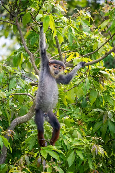 Kırmızı bıçaklı Douc Langur - Pygathrix nemaeus, güzel renkli primat Güneydoğu Asya 'nın tropik ormanlarına özgü endemik, Son Tra, Vietnam.