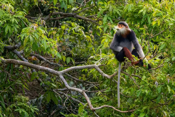 Kırmızı bıçaklı Douc Langur - Pygathrix nemaeus, güzel renkli primat Güneydoğu Asya 'nın tropik ormanlarına özgü endemik, Son Tra, Vietnam.
