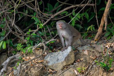 Rhesus Macaque - Macaca mulatta, Orta ve Doğu Asya ormanları ve ormanlarında yaşayan güzel ve popüler primat türünün portresi, Son Tra, Vietnam.