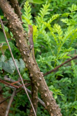 Oriental Garden Kertenkelesi - Kalotes versicolor, Asya ormanlarından ve çalılardan gelen renkli değişken kertenkele, Vietnam.