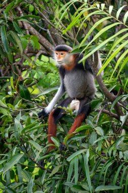 Kırmızı bıçaklı Douc Langur - Pygathrix nemaeus, güzel renkli primat Güneydoğu Asya 'nın tropik ormanlarına özgü endemik, Son Tra, Vietnam.