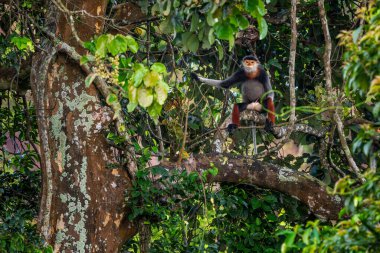 Kırmızı bıçaklı Douc Langur - Pygathrix nemaeus, güzel renkli primat Güneydoğu Asya 'nın tropik ormanlarına özgü endemik, Son Tra, Vietnam.