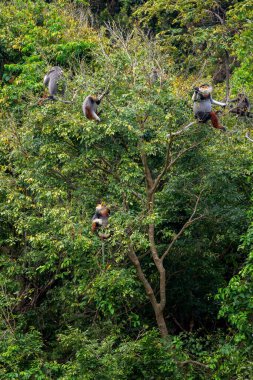 Kırmızı bıçaklı Douc Langur - Pygathrix nemaeus, güzel renkli primat Güneydoğu Asya 'nın tropik ormanlarına özgü endemik, Son Tra, Vietnam.