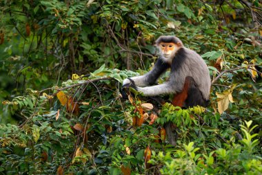 Kırmızı bıçaklı Douc Langur - Pygathrix nemaeus, güzel renkli primat Güneydoğu Asya 'nın tropik ormanlarına özgü endemik, Son Tra, Vietnam.
