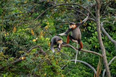 Kırmızı bıçaklı Douc Langur - Pygathrix nemaeus, güzel renkli primat Güneydoğu Asya 'nın tropik ormanlarına özgü endemik, Son Tra, Vietnam.
