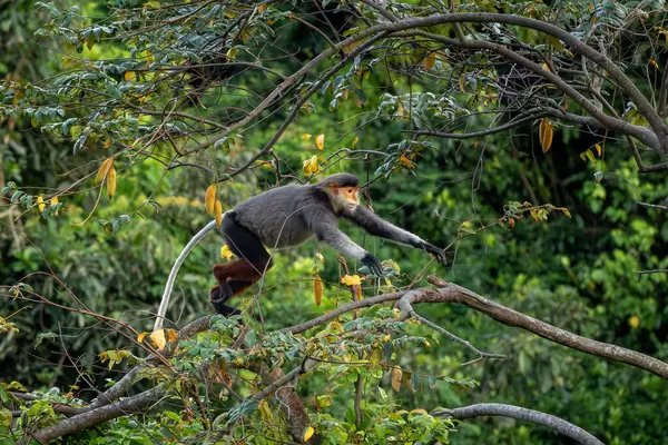 Kırmızı bıçaklı Douc Langur - Pygathrix nemaeus, güzel renkli primat Güneydoğu Asya 'nın tropik ormanlarına özgü endemik, Son Tra, Vietnam.