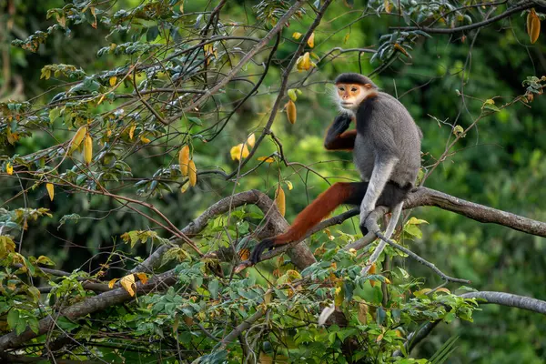Kırmızı bıçaklı Douc Langur - Pygathrix nemaeus, güzel renkli primat Güneydoğu Asya 'nın tropik ormanlarına özgü endemik, Son Tra, Vietnam.