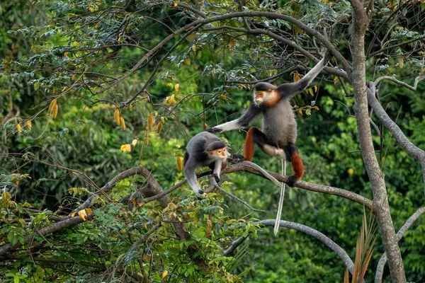 Kırmızı bıçaklı Douc Langur - Pygathrix nemaeus, güzel renkli primat Güneydoğu Asya 'nın tropik ormanlarına özgü endemik, Son Tra, Vietnam.