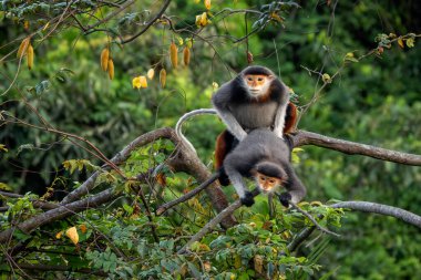 Kırmızı bıçaklı Douc Langur - Pygathrix nemaeus, güzel renkli primat Güneydoğu Asya 'nın tropik ormanlarına özgü endemik, Son Tra, Vietnam.