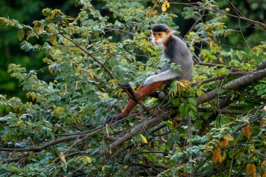 Kırmızı bıçaklı Douc Langur - Pygathrix nemaeus, güzel renkli primat Güneydoğu Asya 'nın tropik ormanlarına özgü endemik, Son Tra, Vietnam.