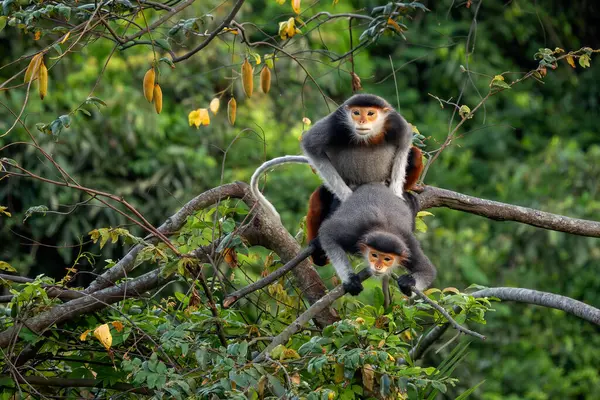 Kırmızı bıçaklı Douc Langur - Pygathrix nemaeus, güzel renkli primat Güneydoğu Asya 'nın tropik ormanlarına özgü endemik, Son Tra, Vietnam.