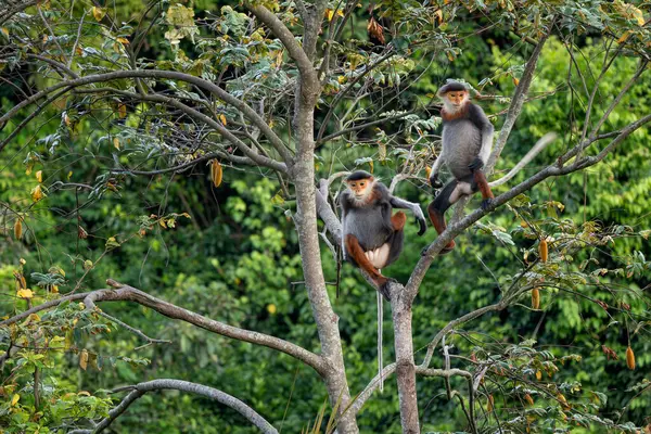 Kırmızı bıçaklı Douc Langur - Pygathrix nemaeus, güzel renkli primat Güneydoğu Asya 'nın tropik ormanlarına özgü endemik, Son Tra, Vietnam.